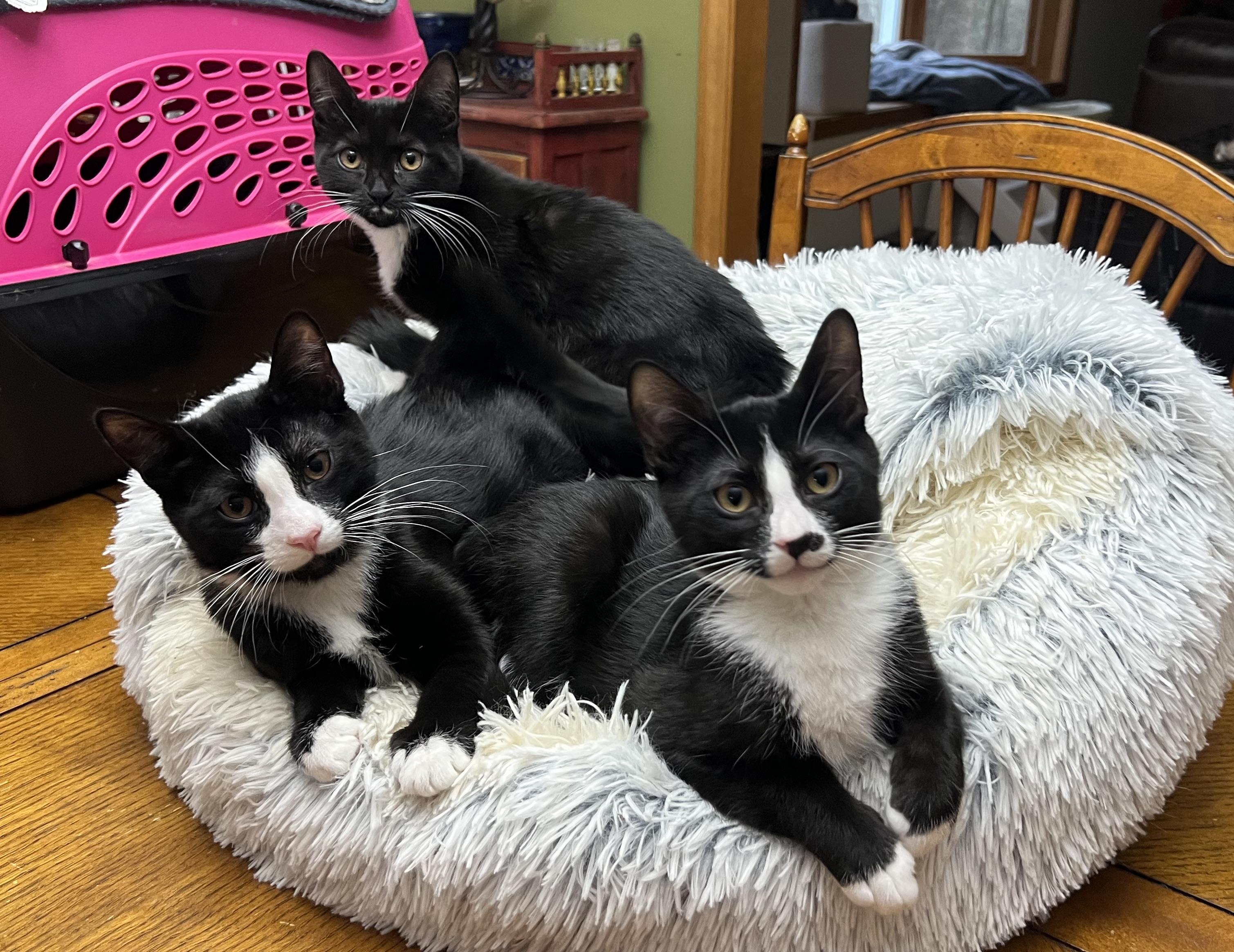 The Tuxedo Mafia (the cutest crime family in town), a Adoptable mixed breed in New Milford, CT image 3/6