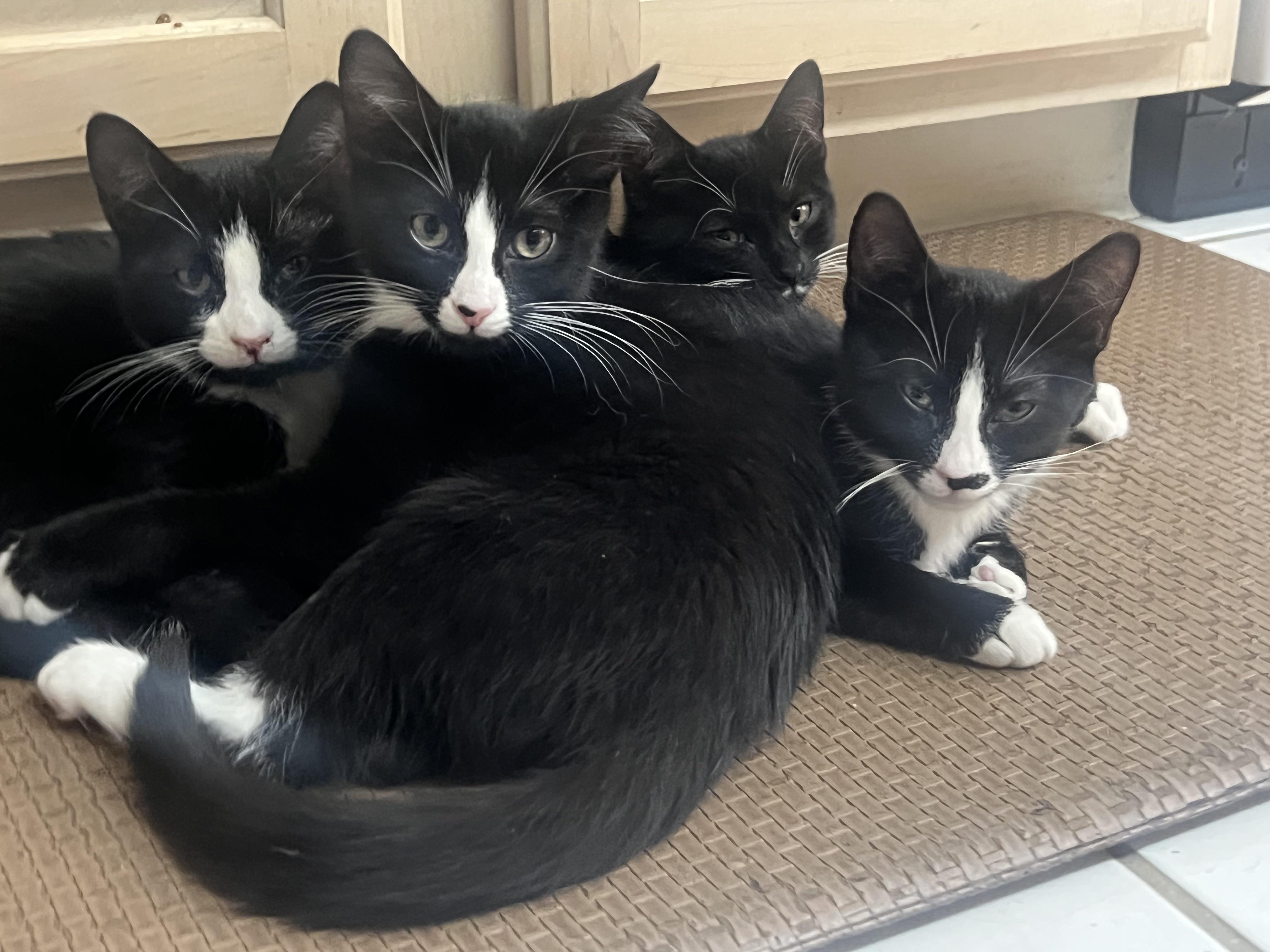 The Tuxedo Mafia (the cutest crime family in town)