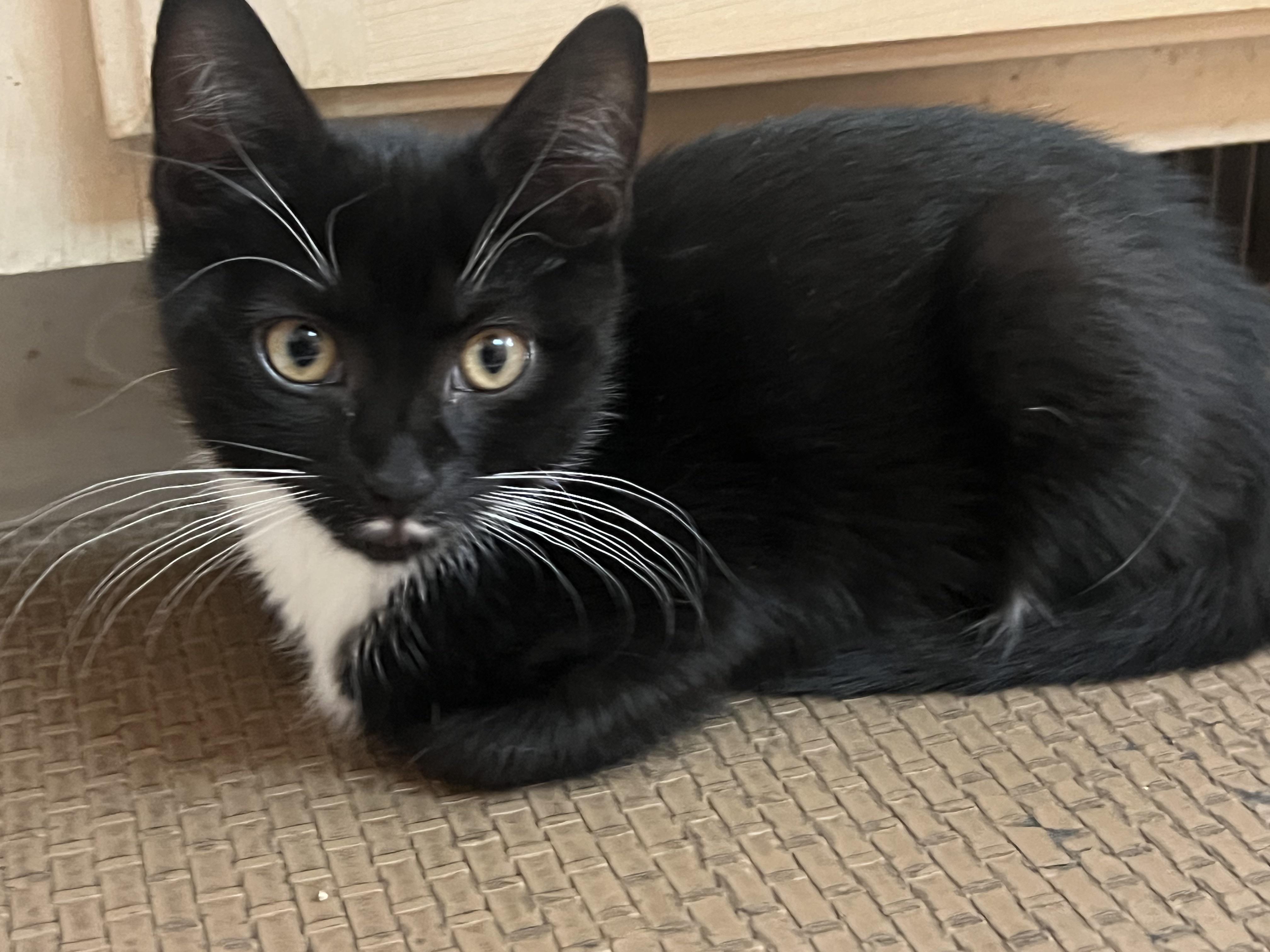 The Tuxedo Mafia (the cutest crime family in town)