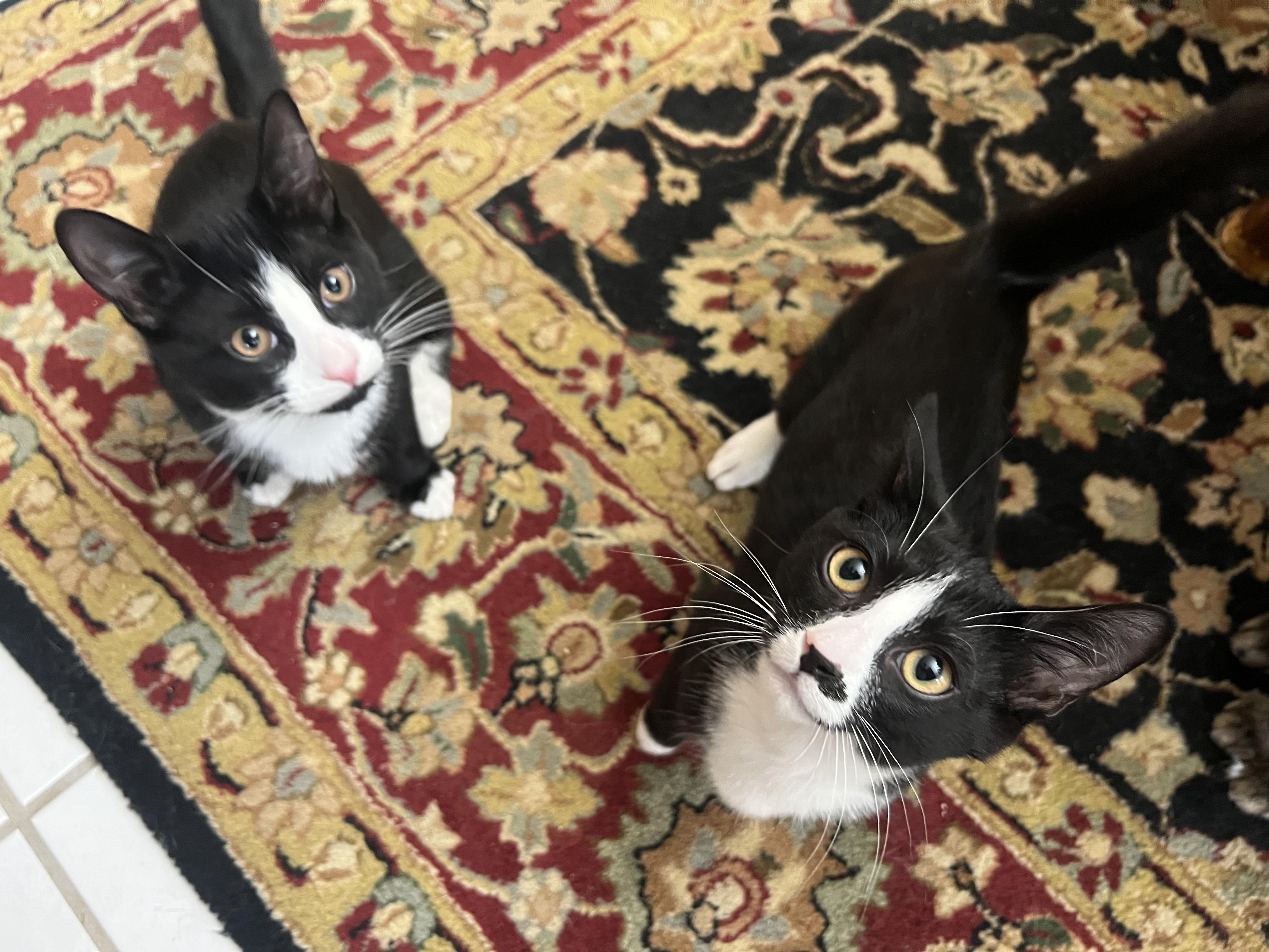 The Tuxedo Mafia (the cutest crime family in town), a Adoptable mixed breed in New Milford, CT image 6/6