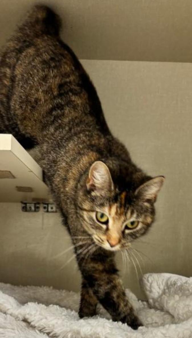 Enlarge CLOVER, a Adoptable mixed breed in Carroll, OH image 3/4