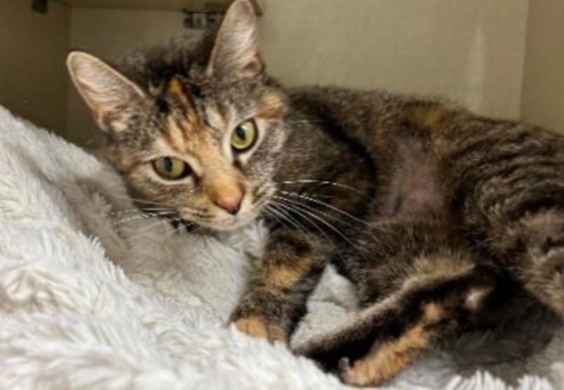 Enlarge CLOVER, a Adoptable mixed breed in Carroll, OH image 2/4