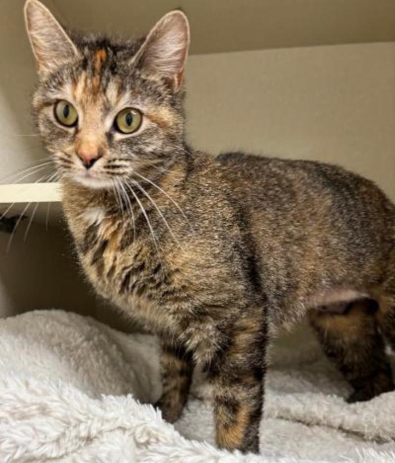 CLOVER, Adoptable, Young Female Calico & Tiger.