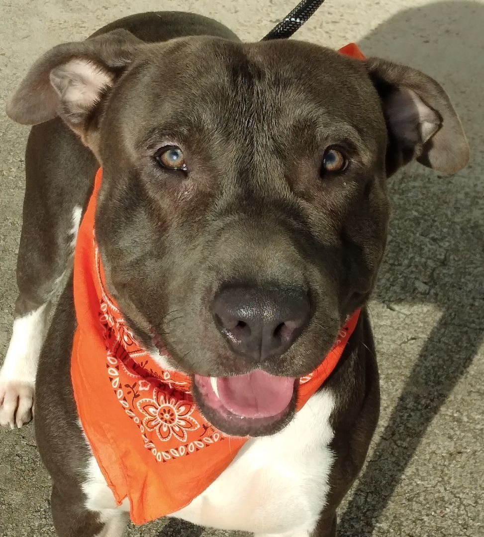 Enlarge BLUE - Available to meet and greet! (WA-179051), a Adoptable Pit Bull Terrier in Bothell, WA image 2/6