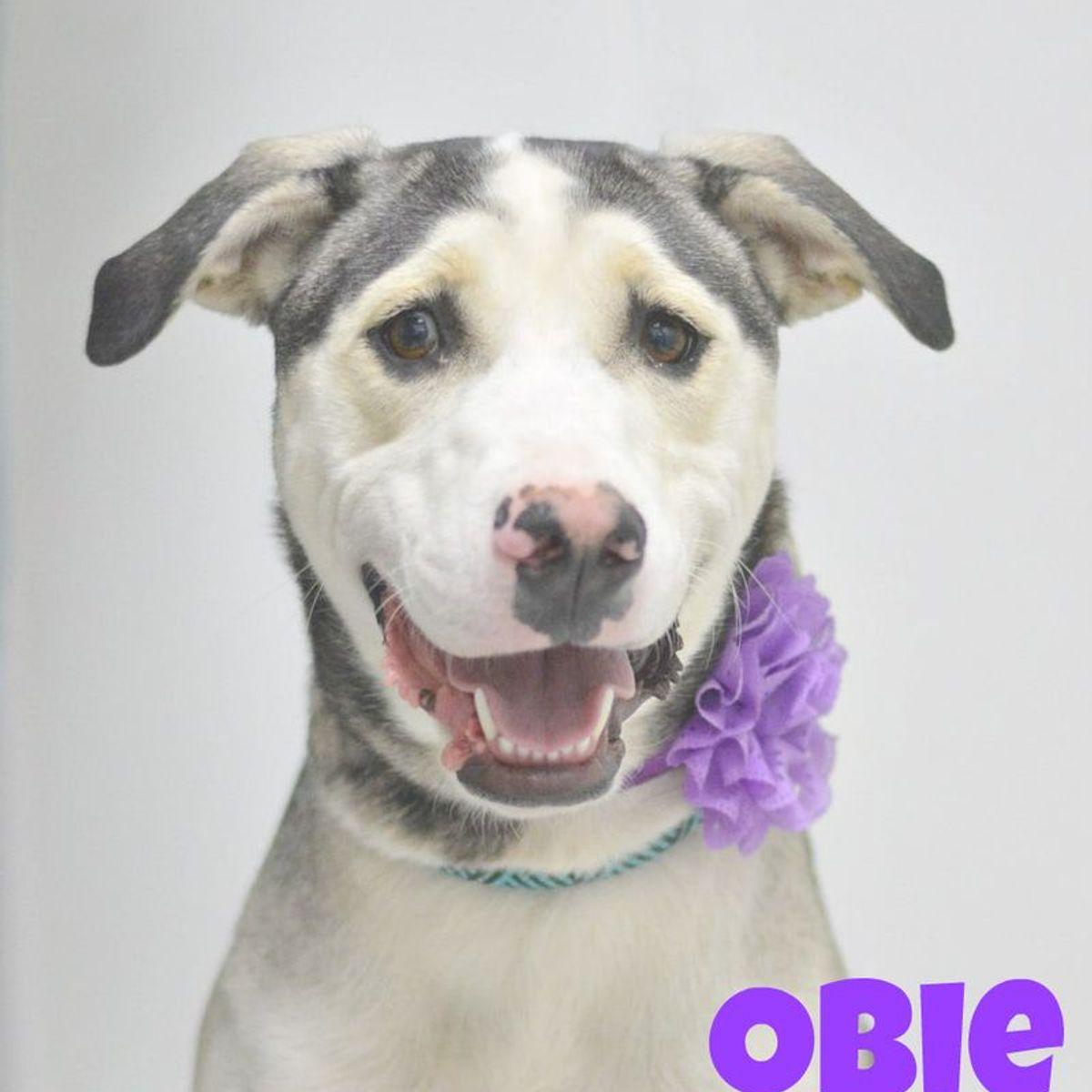 Enlarge Obie, a Adoptable mixed breed in Lake Havasu City, AZ image 1/1