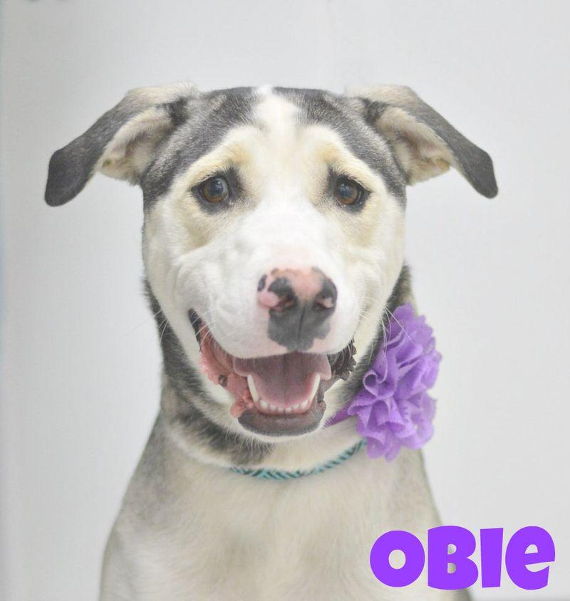 Obie, Adoptable, Adult Male Husky & Mixed Breed.