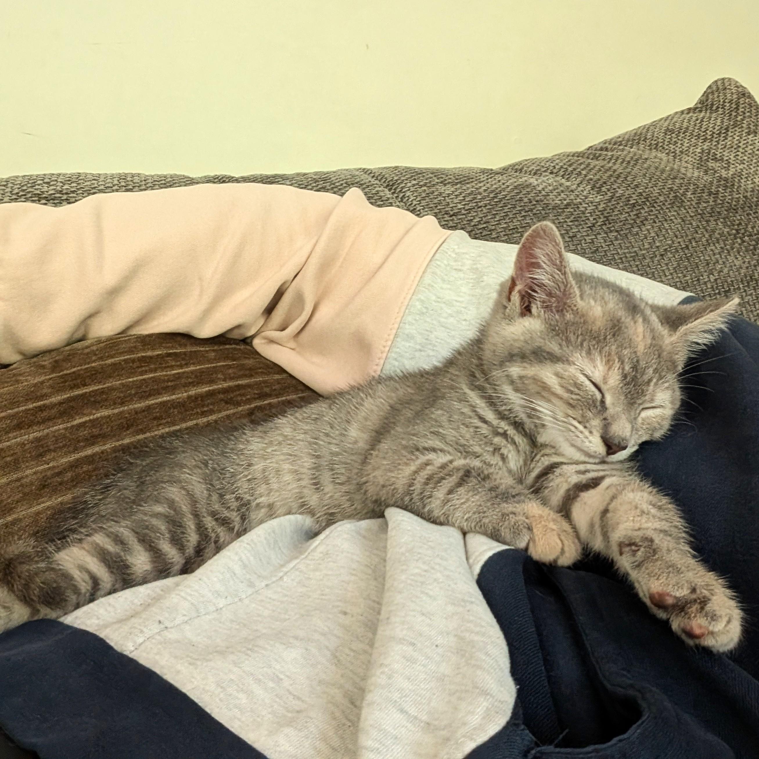 Luna, a ADOPTABLE mixed breed in Smithfield, NC image 3/5