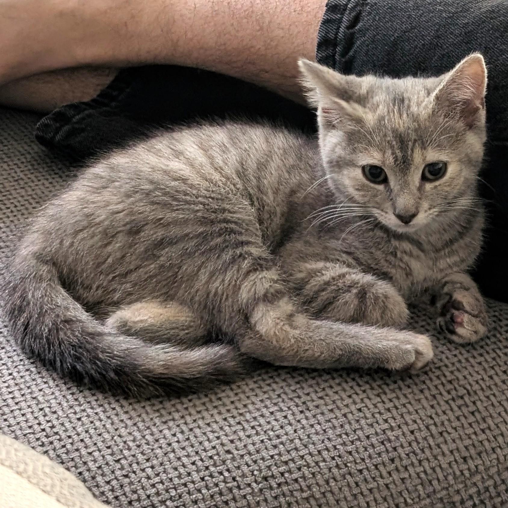 Luna, ADOPTABLE, Kitten Female Tabby & Domestic Short Hair.