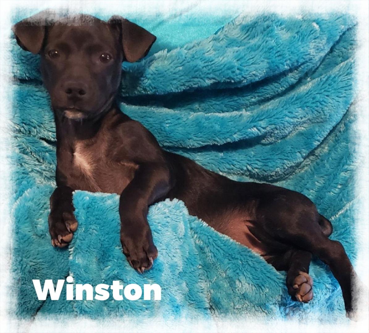Enlarge Winston, a Adoptable Chihuahua in Mentone, CA image 1/1
