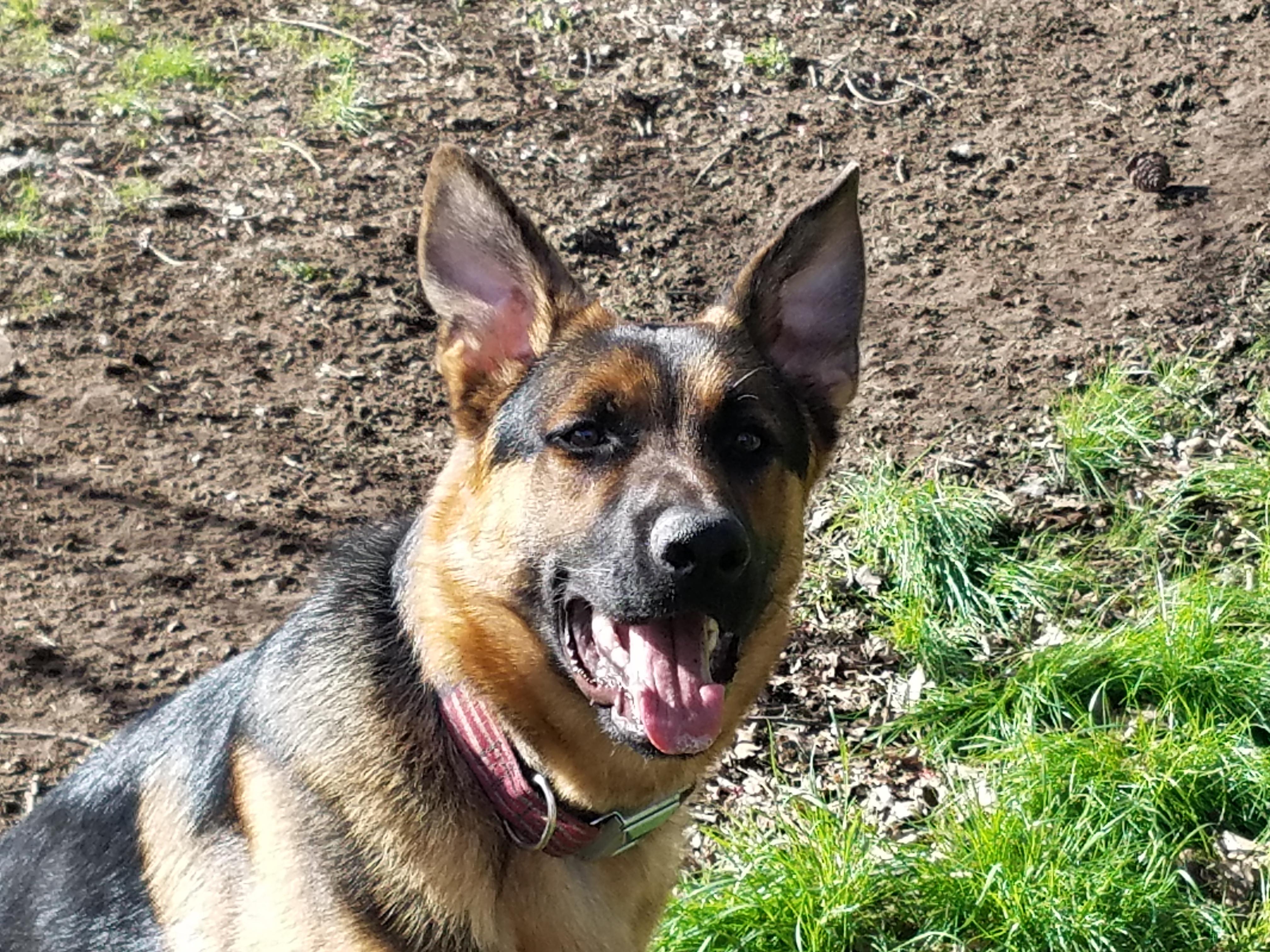 Enlarge Valor **COURTESY POST**, a Adoptable German Shepherd Dog in Lewiston, ID image 1/1