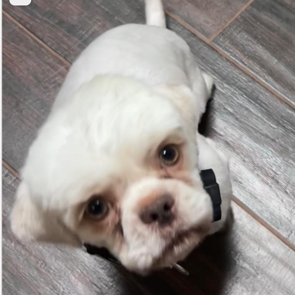 Bradley, Adoptable, Puppy Male Poodle & Shih Tzu.