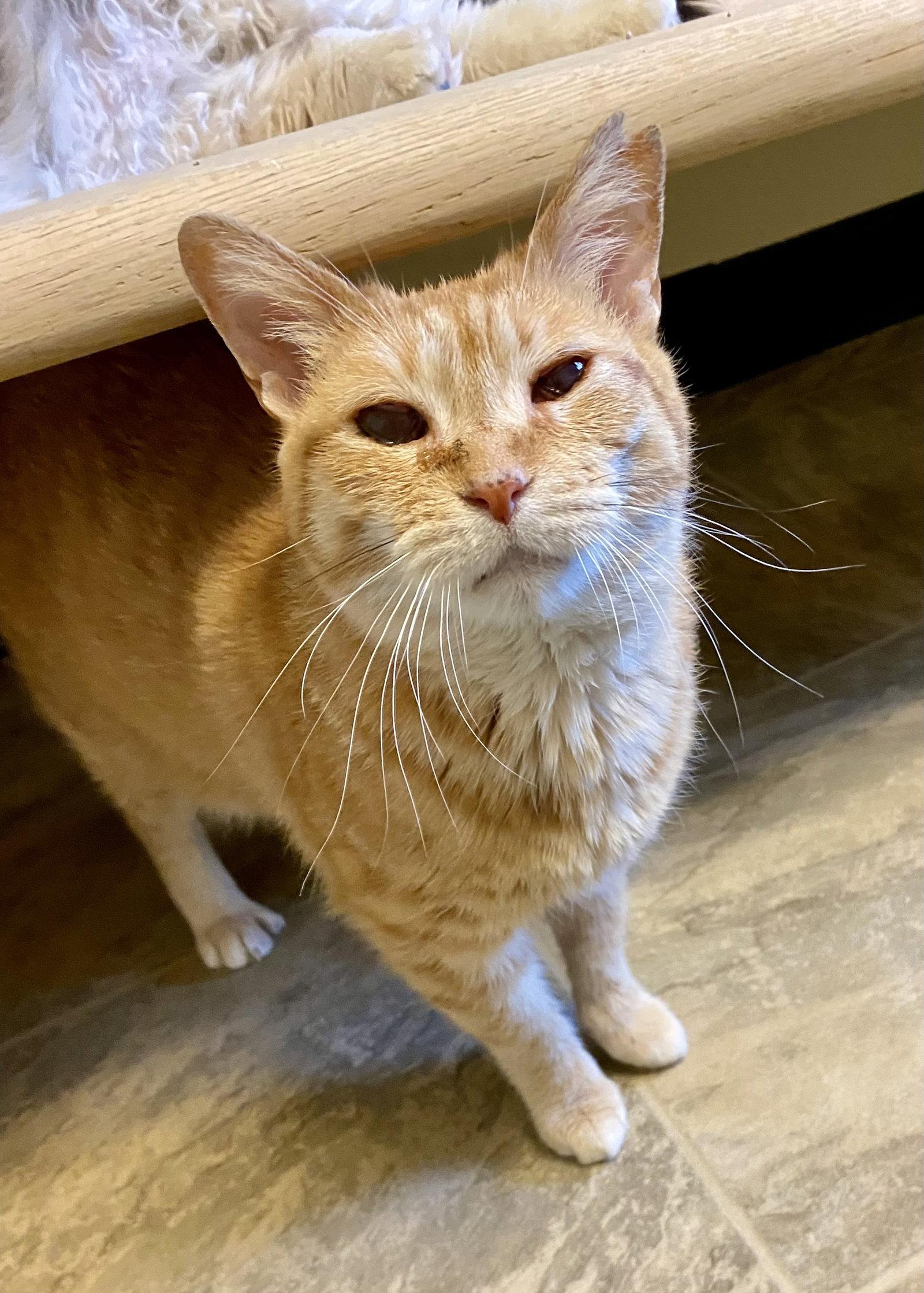 Bittie, Adoptable, Adult Female Domestic Short Hair & Tabby.