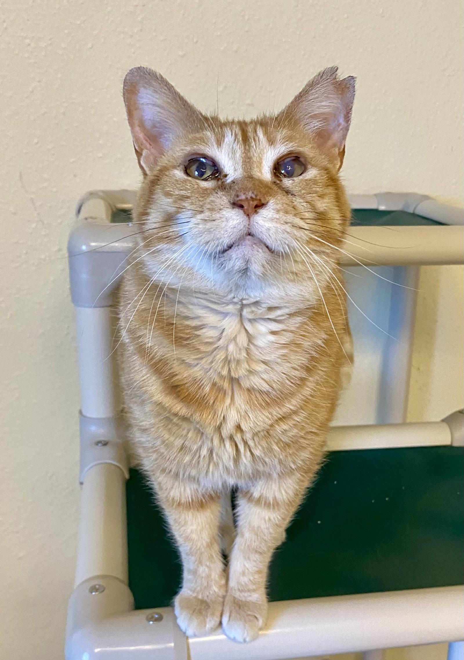 Bittie, a Adoptable mixed breed in Fargo, ND image 2/2