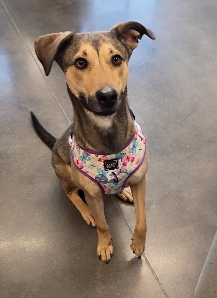 Enlarge Luna (*_*), a Adoptable mixed breed in Clarksville, TN image 1/2