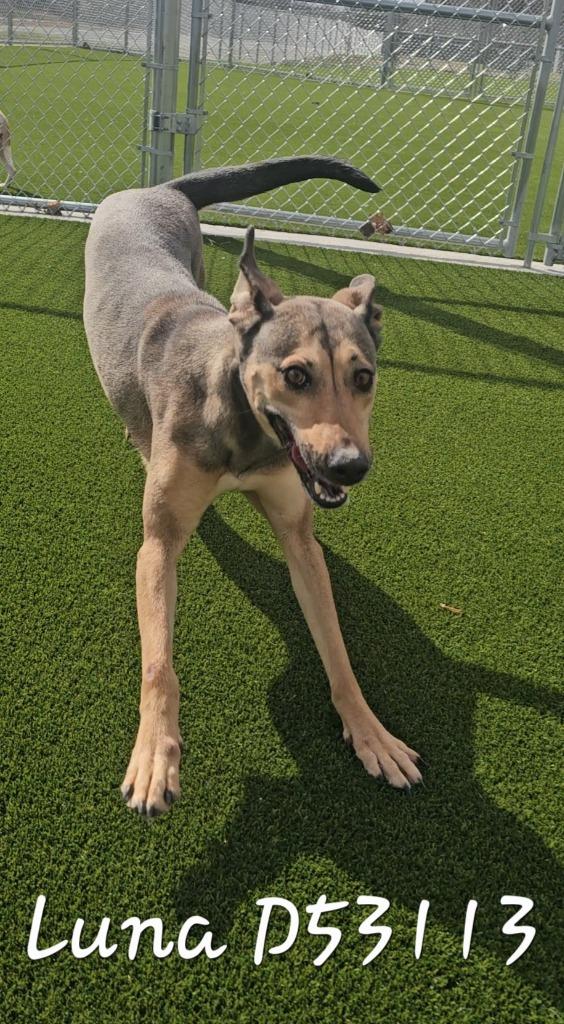 Enlarge Luna (*_*), a Adoptable mixed breed in Clarksville, TN image 2/2