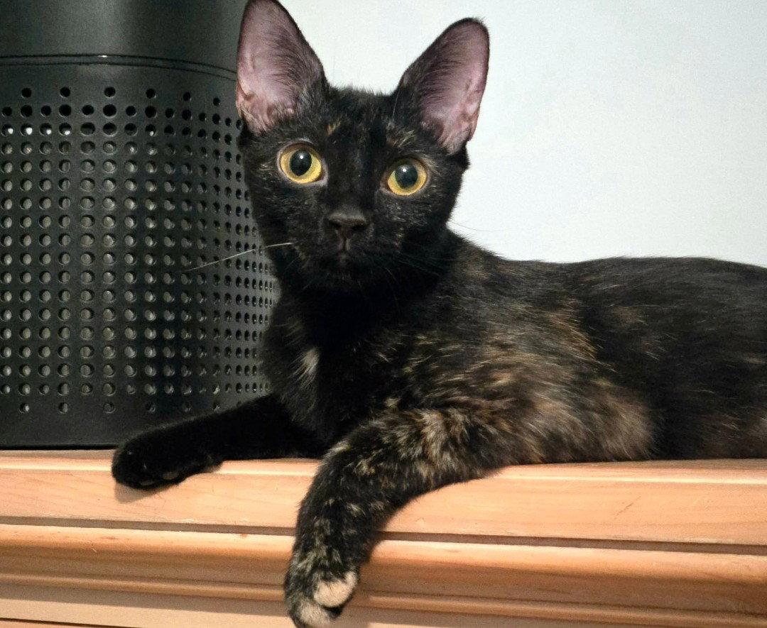 Ro-Ro, Adoptable, Adult Female Tortoiseshell.