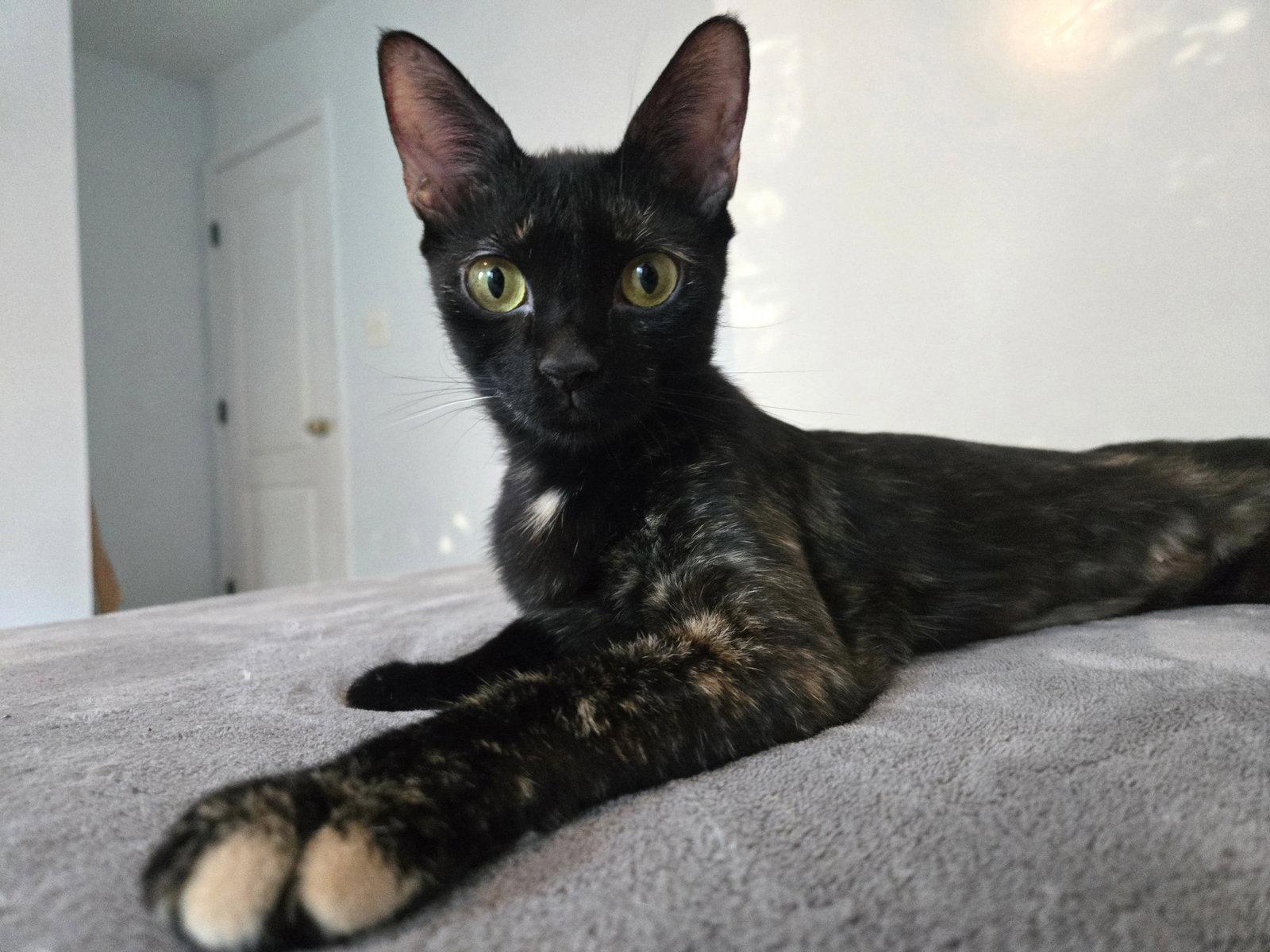 Enlarge Ro-Ro, a Adoptable Tortoiseshell in Flint Hill, VA image 2/3