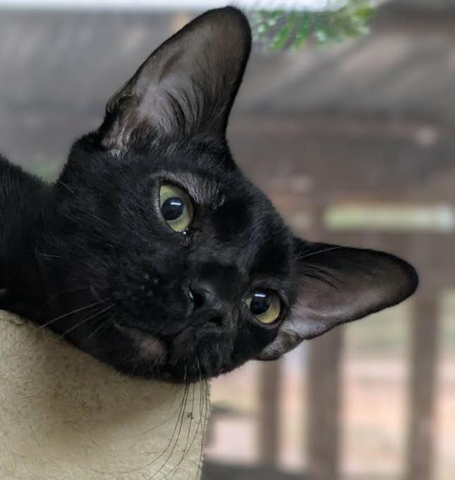 Enlarge Tavi, a ADOPTABLE mixed breed in Ozark, AL image 1/3