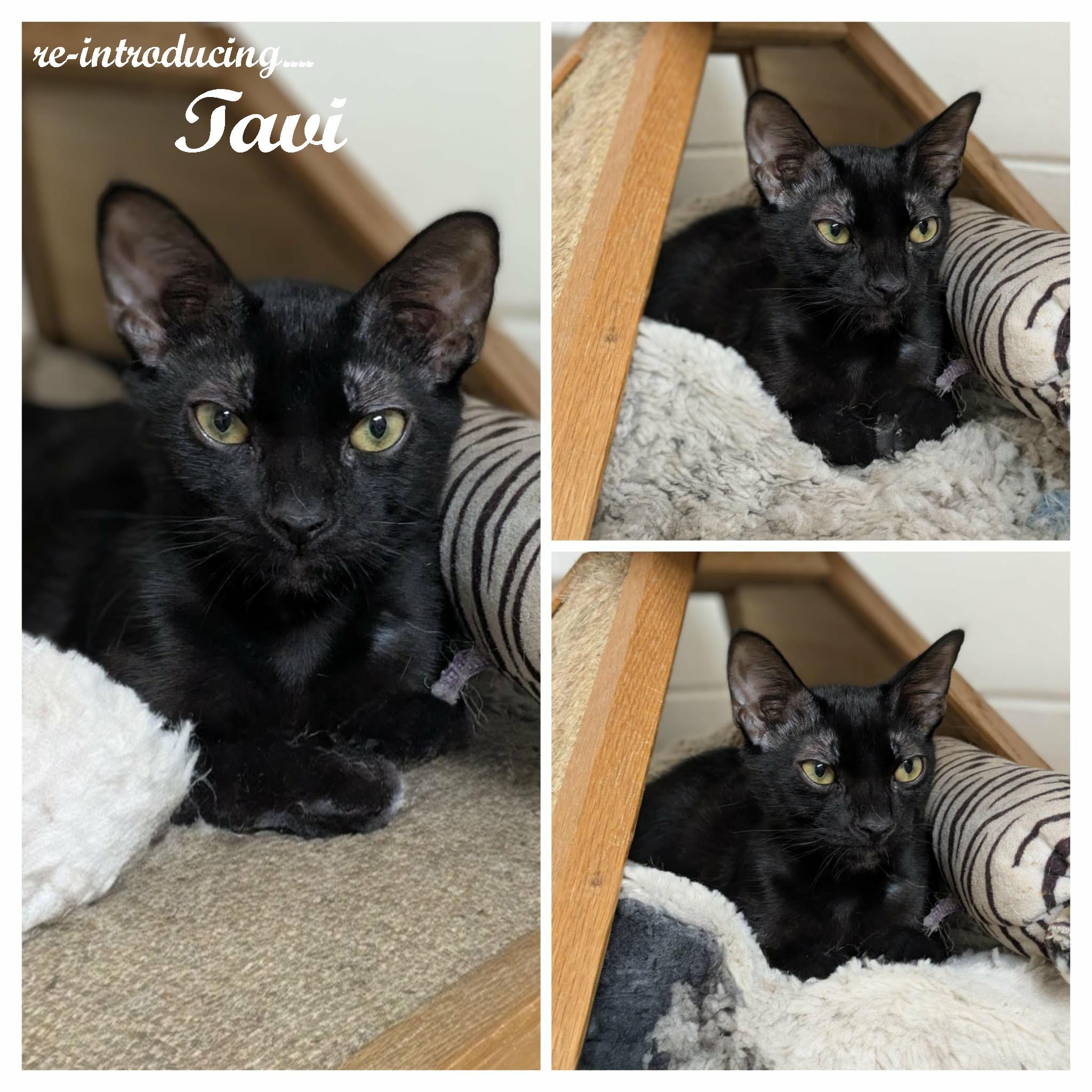 Enlarge Tavi, a ADOPTABLE mixed breed in Ozark, AL image 2/3