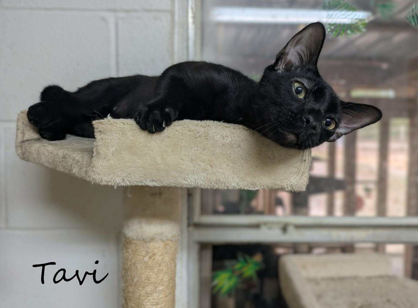 Enlarge Tavi, a ADOPTABLE mixed breed in Ozark, AL image 3/3