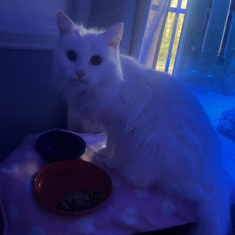 Snow White — thumbnail 2