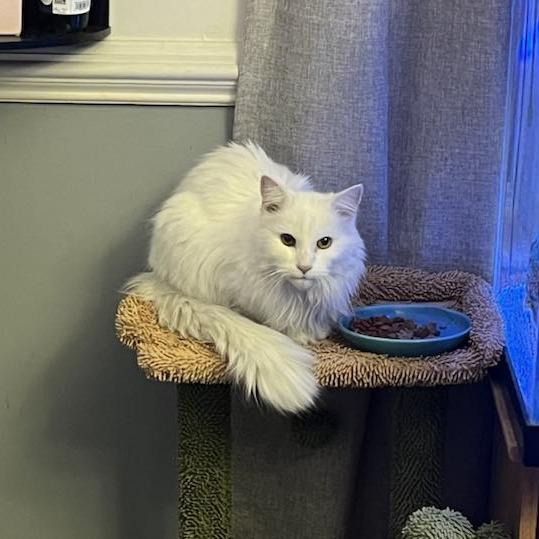 Snow White — thumbnail 4