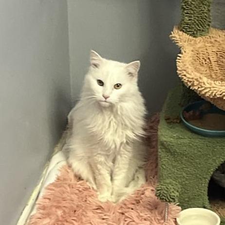 Snow White — thumbnail 5