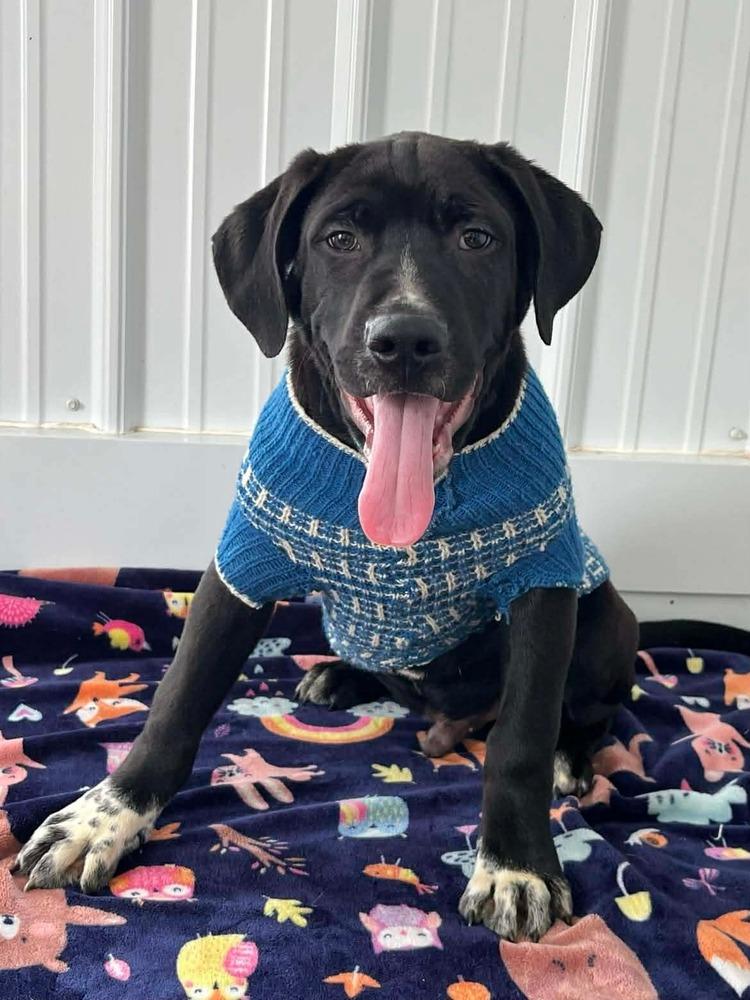 Thanksgiving Puppies : Corn, Adoptable, Puppy Male Shepherd.