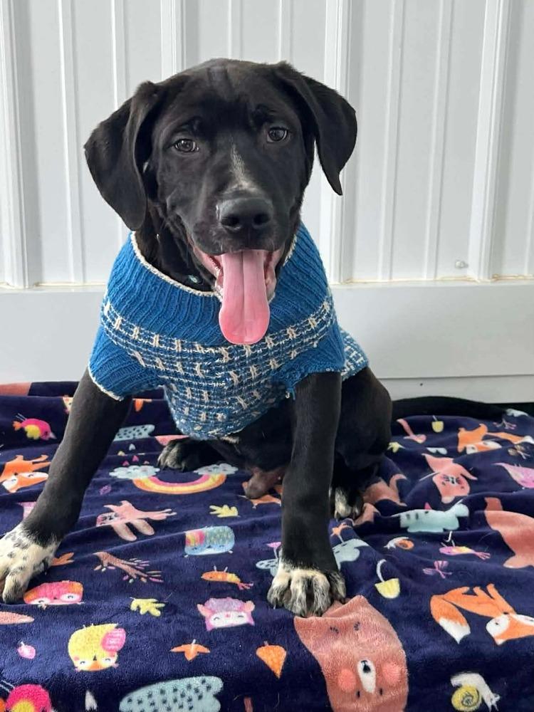 Thanksgiving Puppies : Corn, a Adoptable mixed breed in Osgood, IN image 3/5