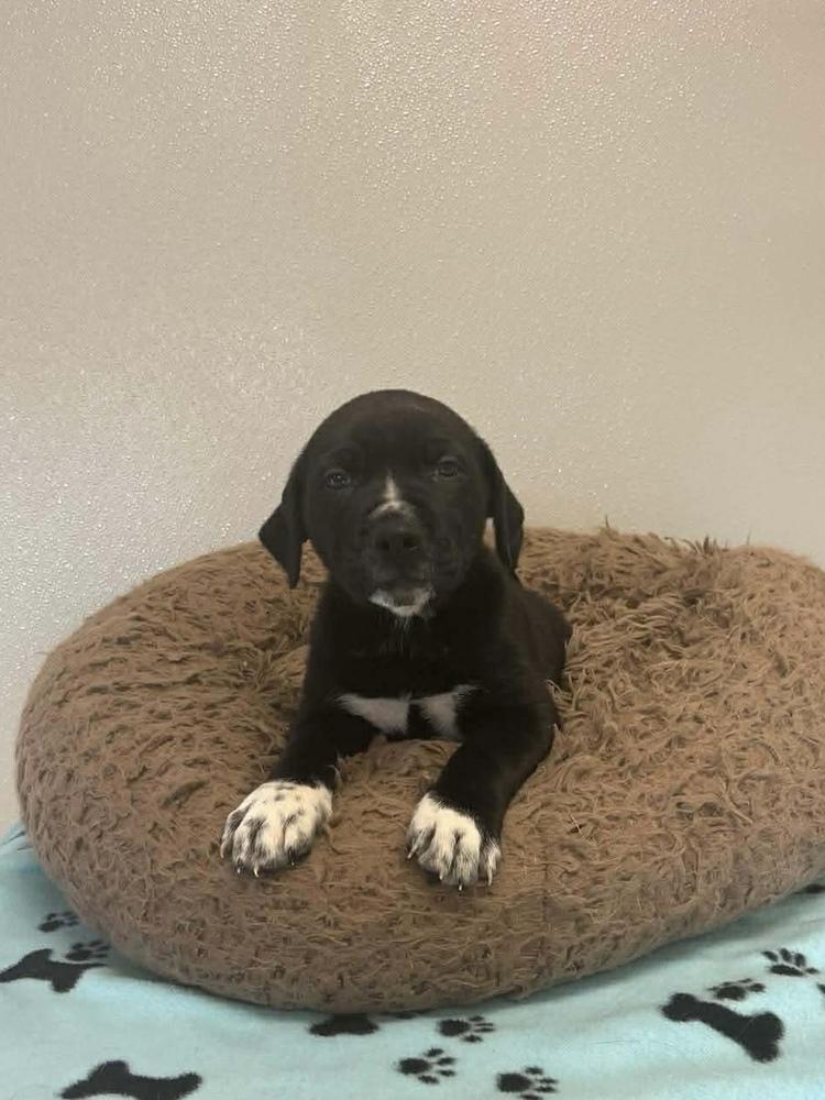 Thanksgiving Puppies : Corn, a Adoptable mixed breed in Osgood, IN image 4/5