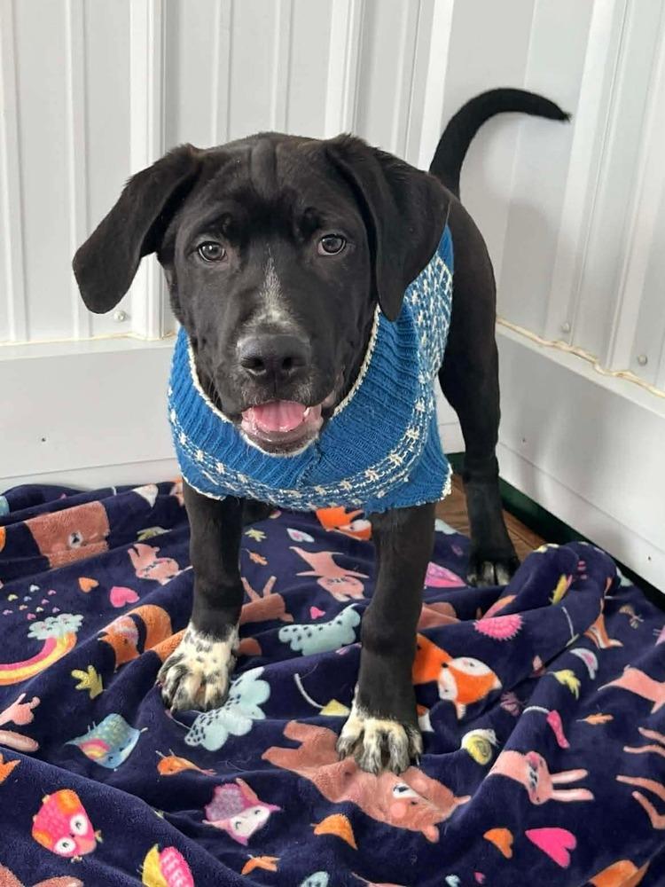 Thanksgiving Puppies : Corn, a Adoptable mixed breed in Osgood, IN image 5/5