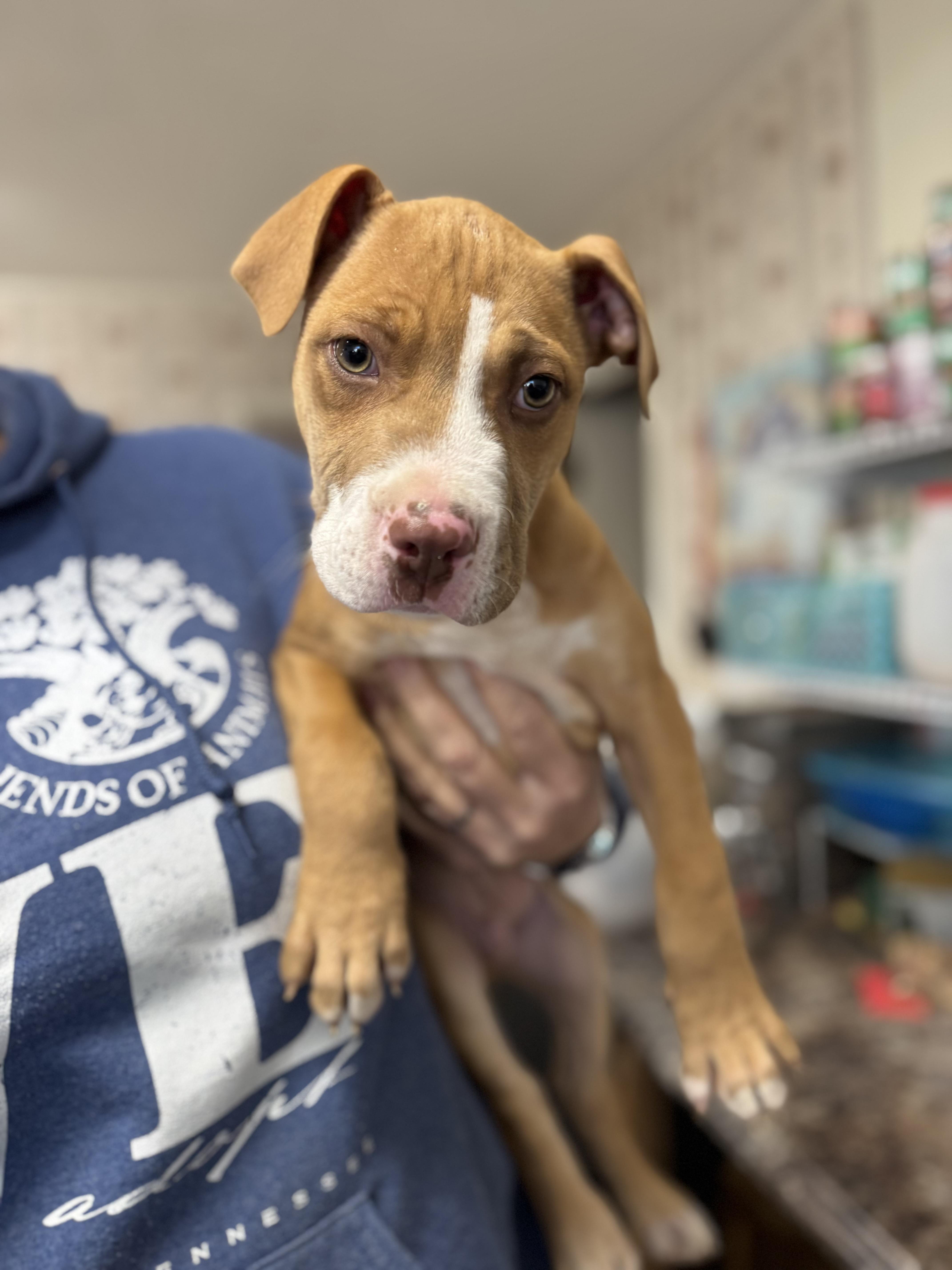 Enlarge Hooch, a Adopted Pit Bull Terrier in Lynchburg, TN image 4/6
