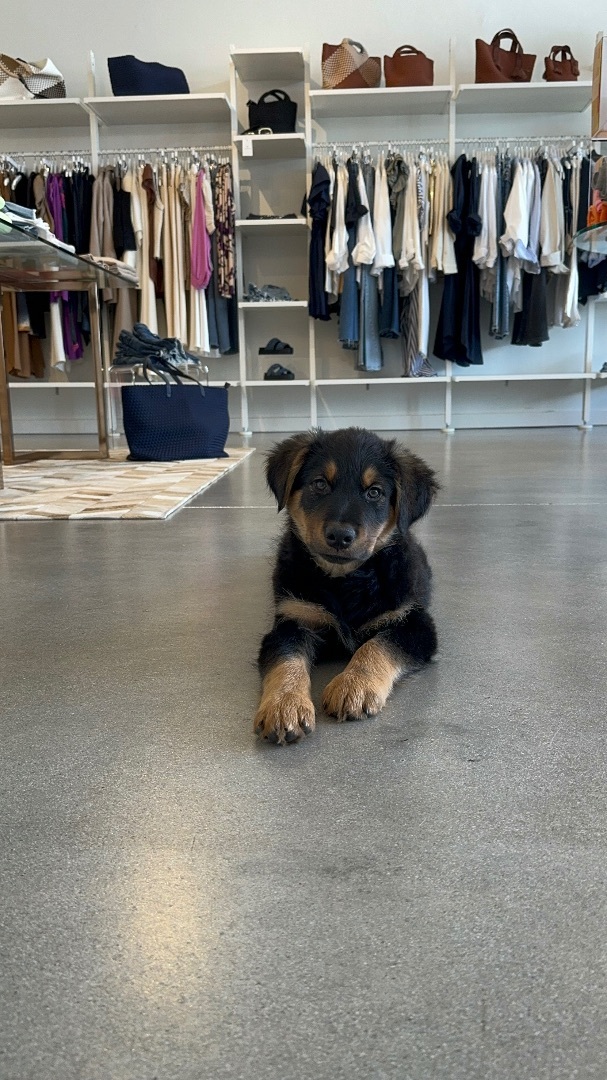 Enlarge Whiskey, a Adopted mixed breed in Edmond, OK image 1/4