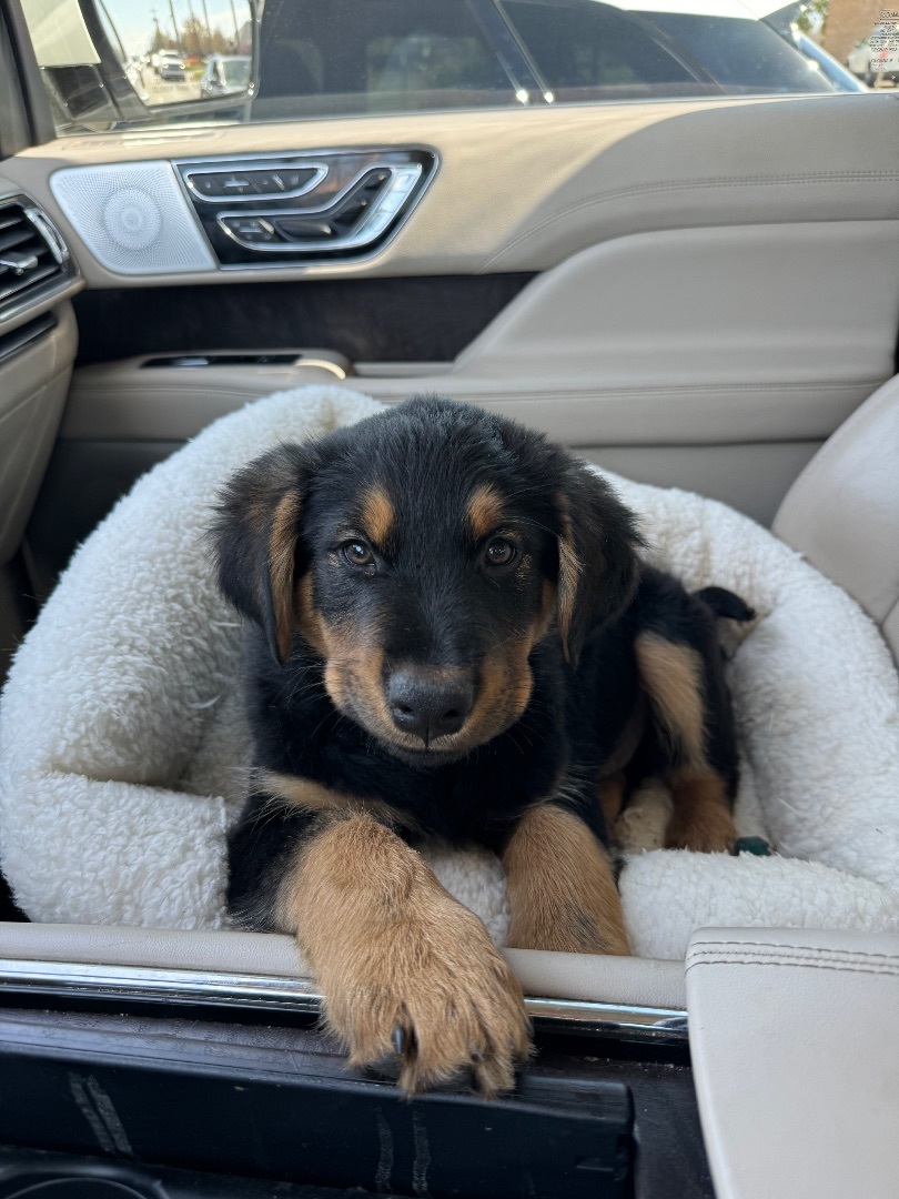 Enlarge Whiskey, a Adopted mixed breed in Edmond, OK image 3/4