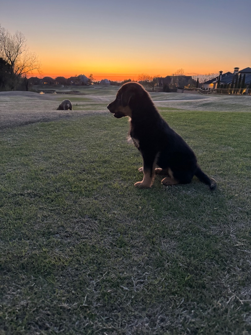 Enlarge Whiskey, a Adopted mixed breed in Edmond, OK image 4/4