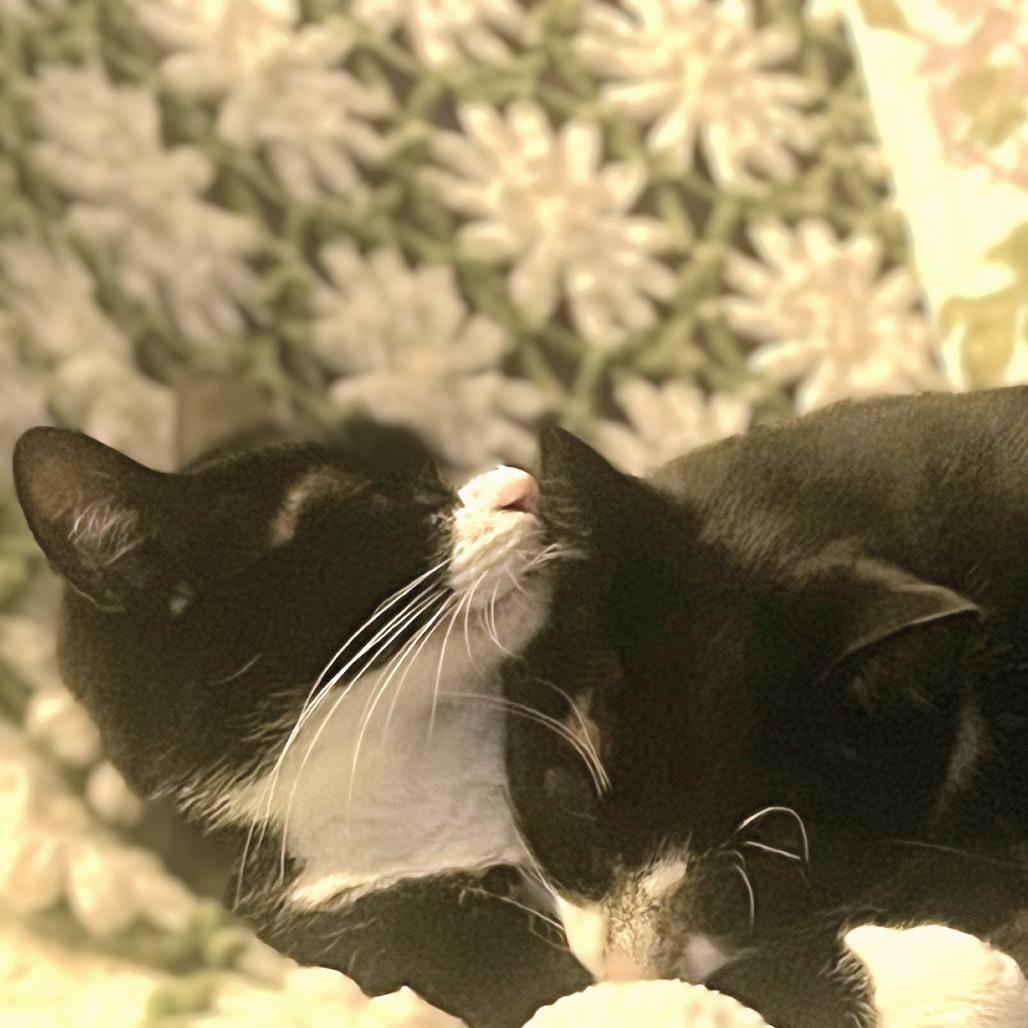 Yang, Adoptable, Adult Male Domestic Short Hair.