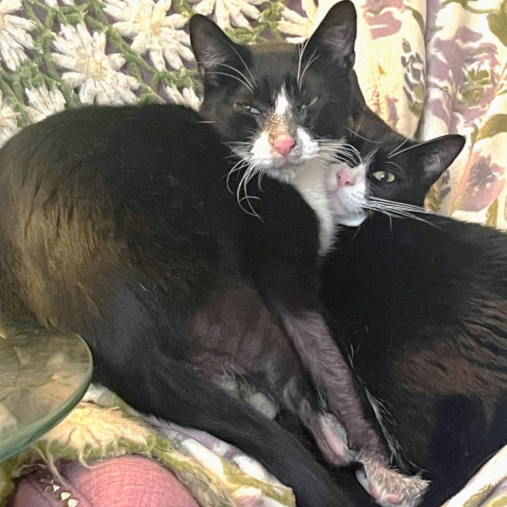 Enlarge Yang, a Adoptable Domestic Short Hair in Springfield, OR image 3/5