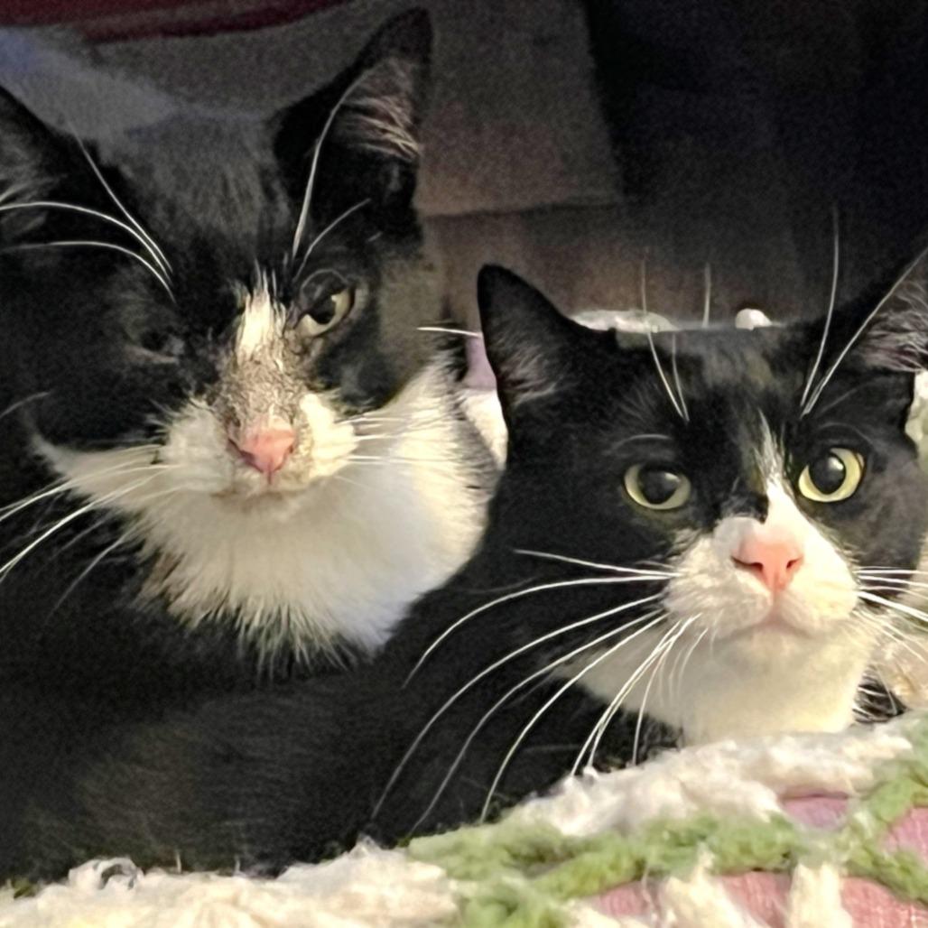 Enlarge Yang, a Adoptable Domestic Short Hair in Springfield, OR image 5/5