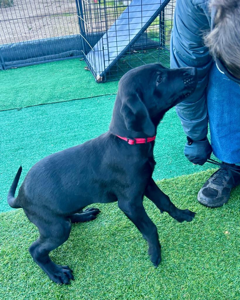 Rupert, Adoptable, Puppy Male Labrador Retriever.