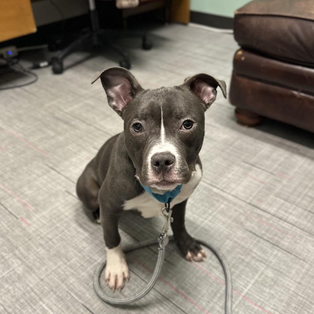 Salt, Adoptable, Young Female Mixed Breed.