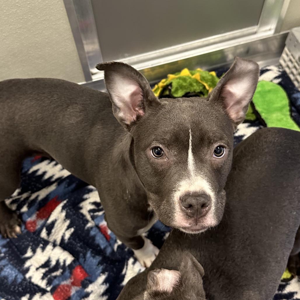 Salt, Adoptable, Young Female Mixed Breed.