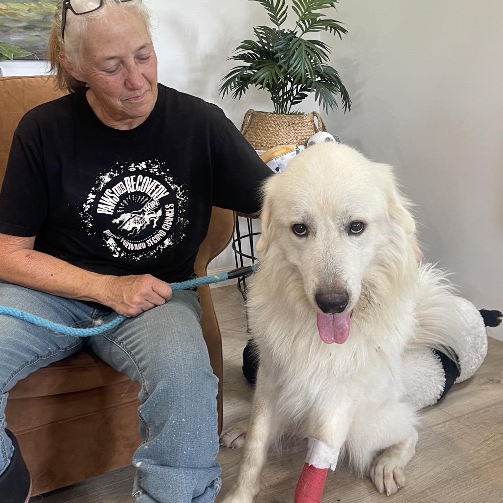 Enlarge DONZI, a Adoptable Great Pyrenees in Indiantown, FL image 1/6