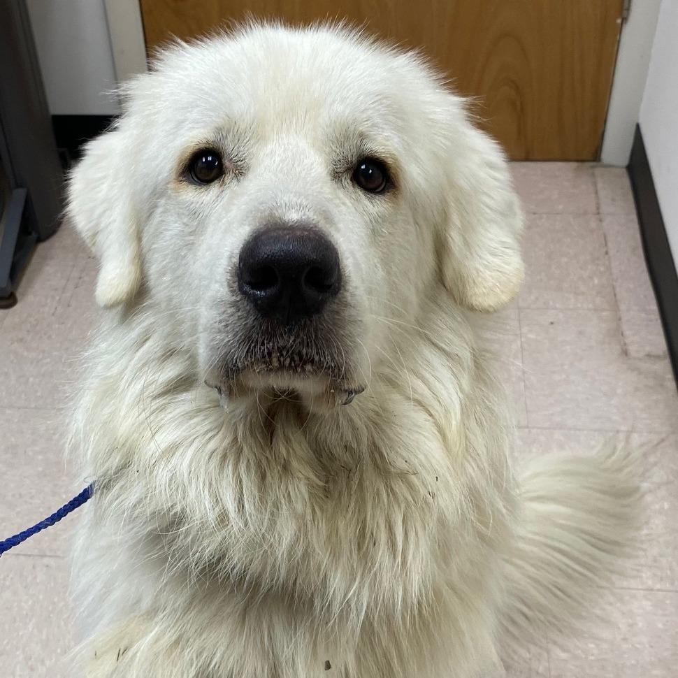 Enlarge DONZI, a Adoptable Great Pyrenees in Indiantown, FL image 2/6