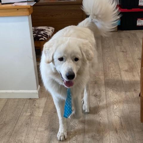 Enlarge DONZI (553), a Adoptable Great Pyrenees in Indiantown, FL image 1/6