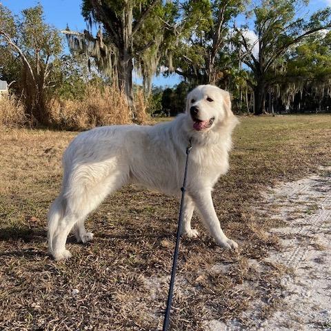 Enlarge DONZI (553), a Adoptable Great Pyrenees in Indiantown, FL image 2/6