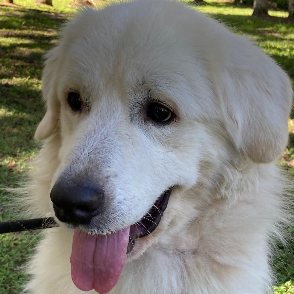 DONZI, a Adoptable Great Pyrenees in Indiantown, FL image 1/6