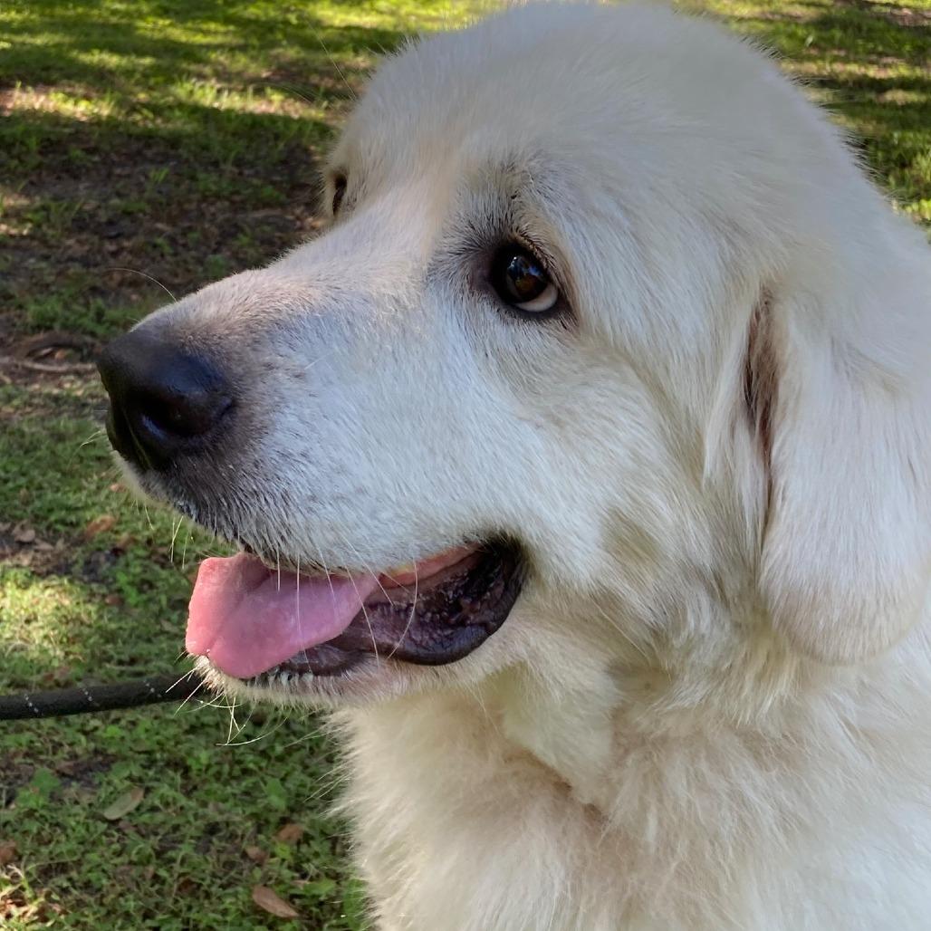 DONZI, a Adoptable Great Pyrenees in Indiantown, FL image 2/6