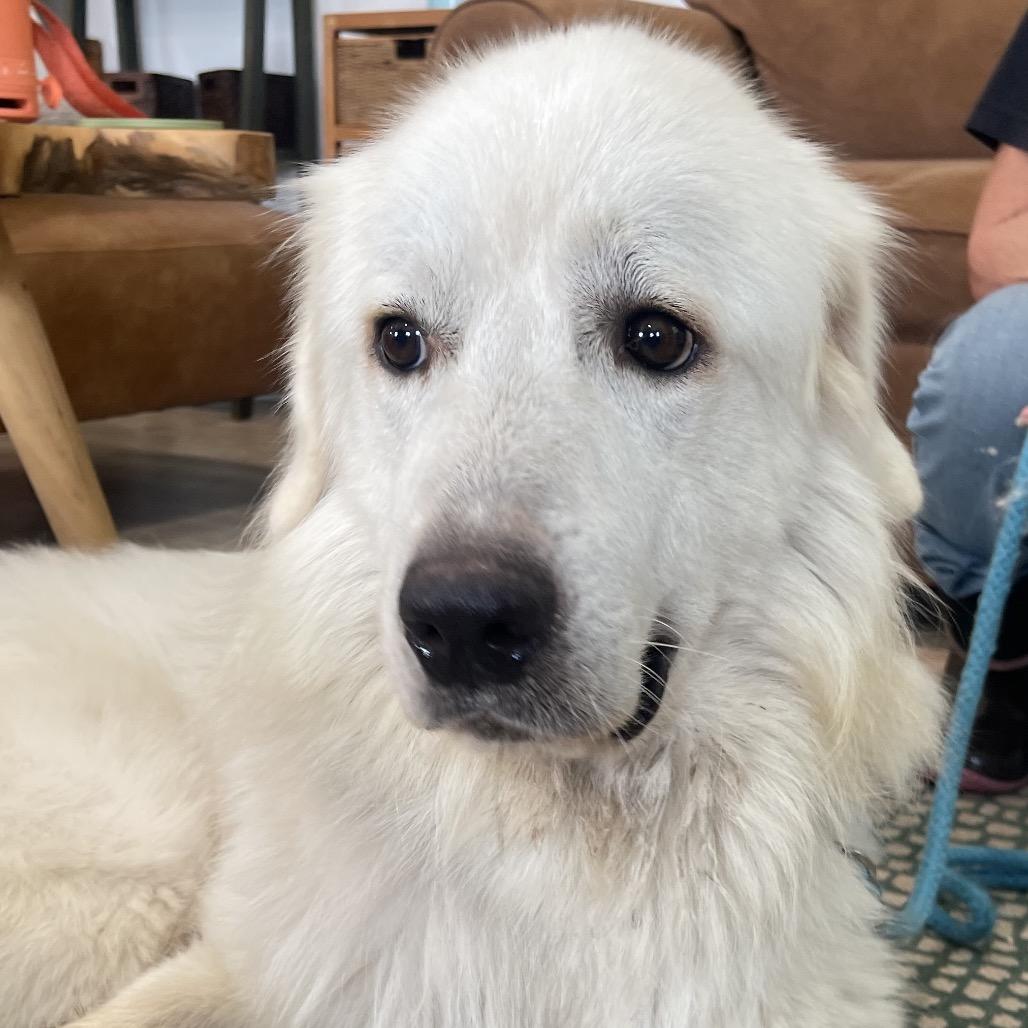 Enlarge DONZI, a Adoptable Great Pyrenees in Indiantown, FL image 4/6