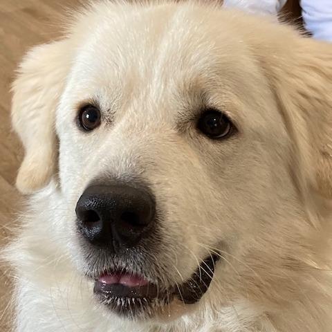 Enlarge DONZI (553), a Adoptable Great Pyrenees in Indiantown, FL image 4/6