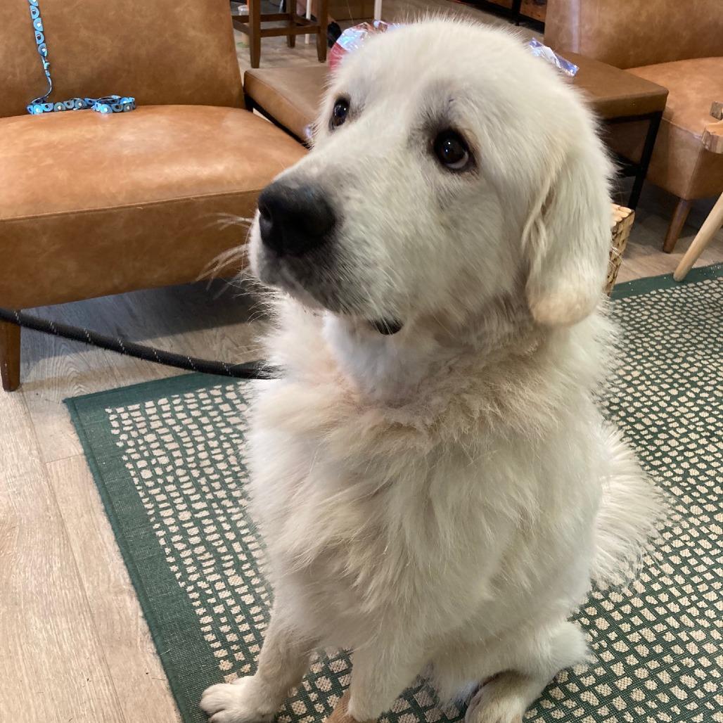 DONZI, a Adoptable Great Pyrenees in Indiantown, FL image 5/6